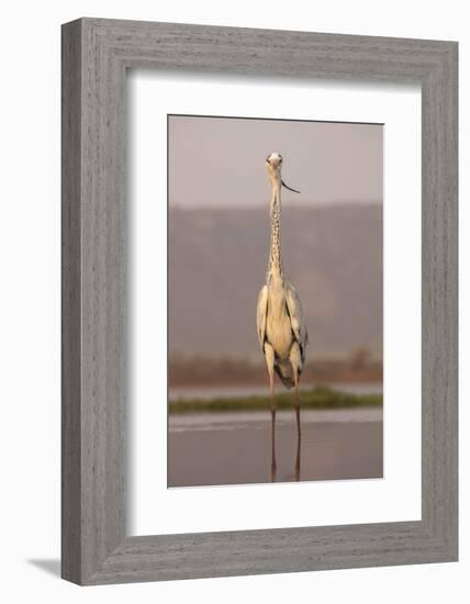Grey heron (Ardea cinerea), Zimanga private game reserve, KwaZulu-Natal, South Africa, Africa-Ann and Steve Toon-Framed Photographic Print