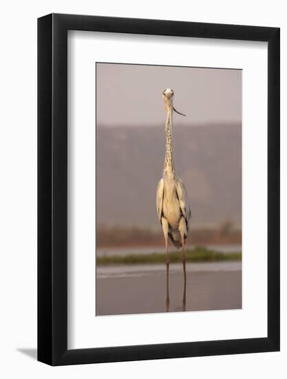 Grey heron (Ardea cinerea), Zimanga private game reserve, KwaZulu-Natal, South Africa, Africa-Ann and Steve Toon-Framed Photographic Print