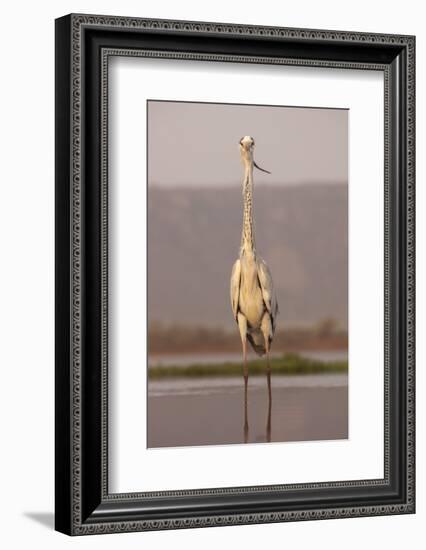 Grey heron (Ardea cinerea), Zimanga private game reserve, KwaZulu-Natal, South Africa, Africa-Ann and Steve Toon-Framed Photographic Print