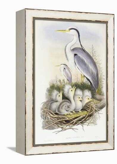 Grey Heron (Ardea Cinerea)-John Gould-Framed Premier Image Canvas