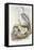 Grey Heron (Ardea Cinerea)-John Gould-Framed Premier Image Canvas