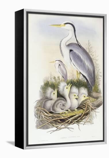 Grey Heron (Ardea Cinerea)-John Gould-Framed Premier Image Canvas