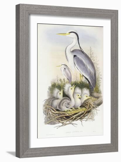 Grey Heron (Ardea Cinerea)-John Gould-Framed Giclee Print