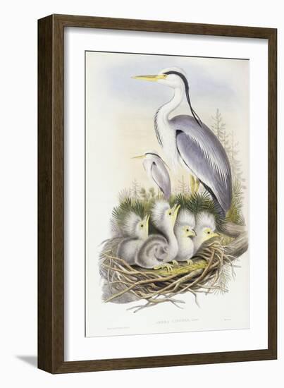 Grey Heron (Ardea Cinerea)-John Gould-Framed Giclee Print