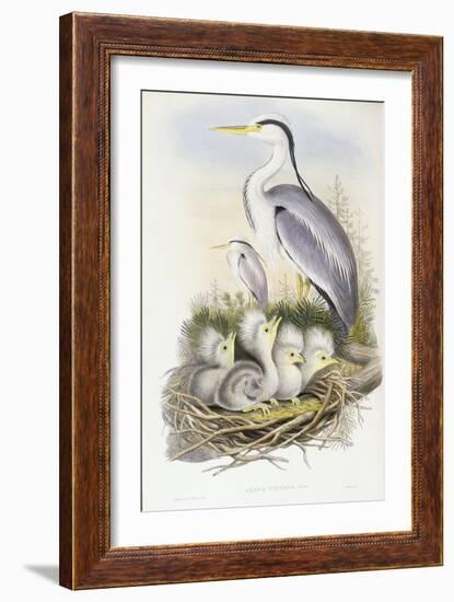 Grey Heron (Ardea Cinerea)-John Gould-Framed Giclee Print