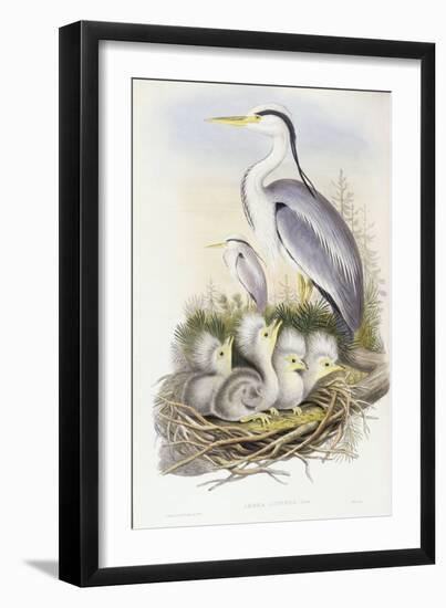 Grey Heron (Ardea Cinerea)-John Gould-Framed Giclee Print