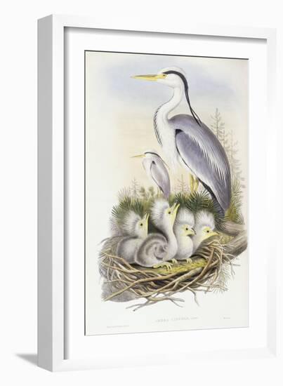 Grey Heron (Ardea Cinerea)-John Gould-Framed Giclee Print
