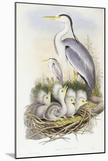 Grey Heron (Ardea Cinerea)-John Gould-Mounted Giclee Print