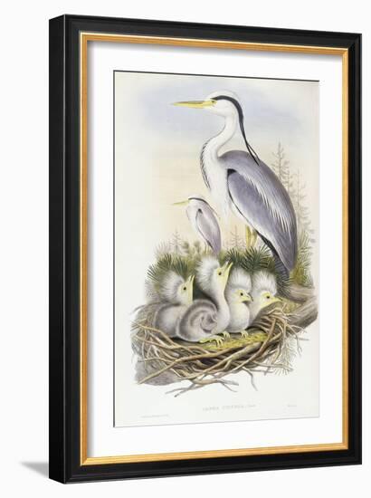 Grey Heron (Ardea Cinerea)-John Gould-Framed Giclee Print