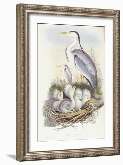 Grey Heron (Ardea Cinerea)-John Gould-Framed Giclee Print