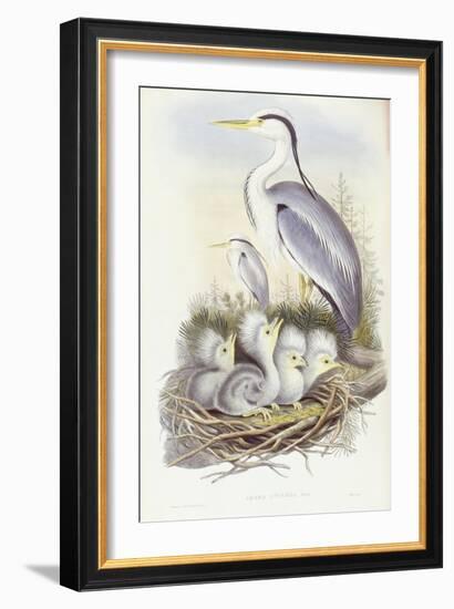 Grey Heron (Ardea Cinerea)-John Gould-Framed Giclee Print