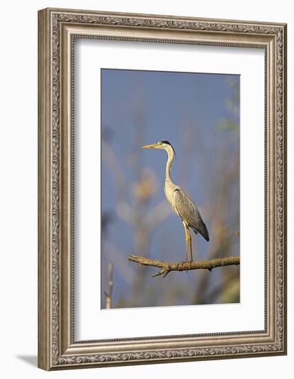 Grey Heron Bird in the Danube Delta, Standing on Willow Tree in Colony, Romania-Martin Zwick-Framed Photographic Print