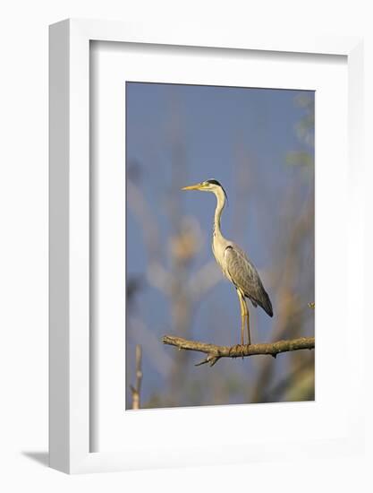 Grey Heron Bird in the Danube Delta, Standing on Willow Tree in Colony, Romania-Martin Zwick-Framed Photographic Print