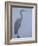 Grey Heron in Mist, Keoladeo Ghana Np, Bharatpur, Rajasthan, India-Jean-pierre Zwaenepoel-Framed Photographic Print
