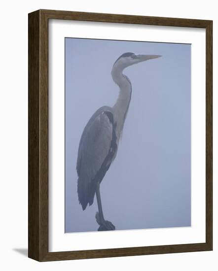 Grey Heron in Mist, Keoladeo Ghana Np, Bharatpur, Rajasthan, India-Jean-pierre Zwaenepoel-Framed Photographic Print