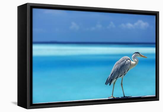 Grey heron in the blue lagoon, The Maldives, Indian Ocean, Asia-Sakis Papadopoulos-Framed Premier Image Canvas