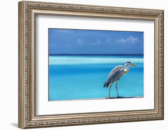 Grey heron in the blue lagoon, The Maldives, Indian Ocean, Asia-Sakis Papadopoulos-Framed Photographic Print