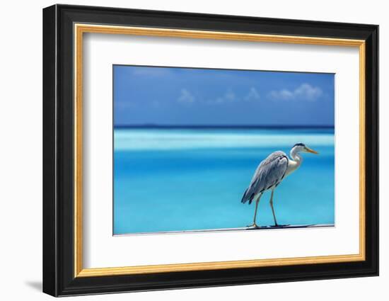 Grey heron in the blue lagoon, The Maldives, Indian Ocean, Asia-Sakis Papadopoulos-Framed Photographic Print