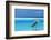 Grey heron in the blue lagoon, The Maldives, Indian Ocean, Asia-Sakis Papadopoulos-Framed Photographic Print