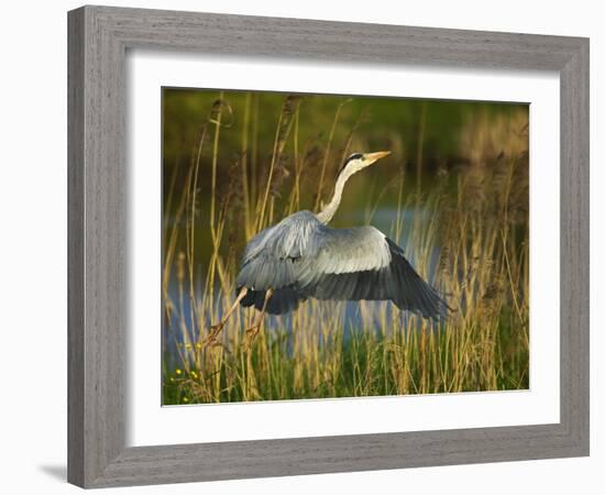 Grey Heron in the Canal, Kinderdijk, Netherlands-Keren Su-Framed Photographic Print