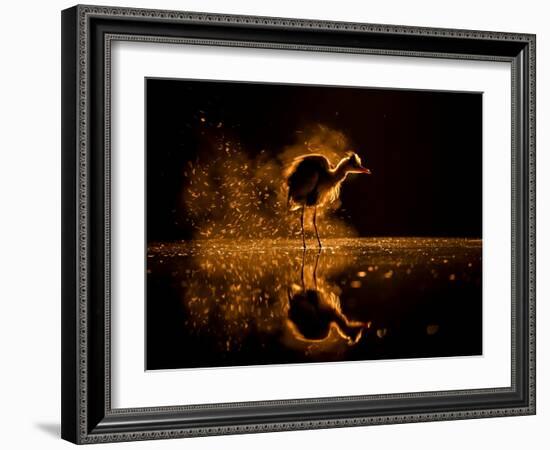 Grey heron on lake at sunset, Kiskunsagi National Park, Hungary-Bence Mate-Framed Photographic Print