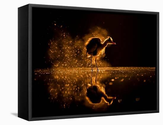 Grey heron on lake at sunset, Kiskunsagi National Park, Hungary-Bence Mate-Framed Premier Image Canvas