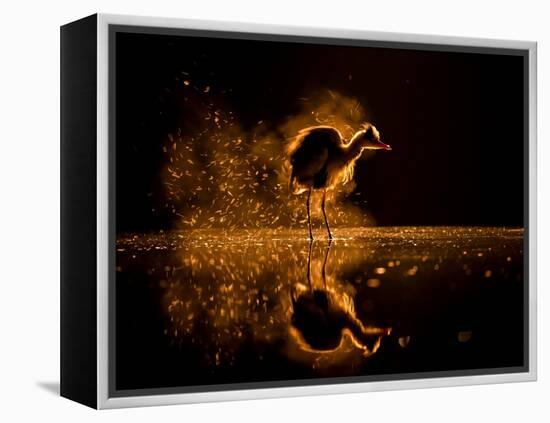 Grey heron on lake at sunset, Kiskunsagi National Park, Hungary-Bence Mate-Framed Premier Image Canvas