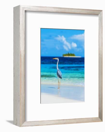 Grey Heron on Maldives Beach-null-Framed Art Print