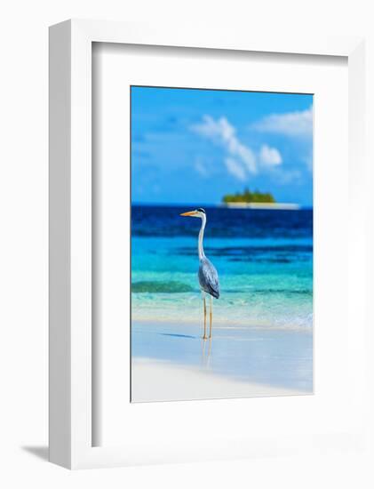 Grey Heron on Maldives Beach-null-Framed Art Print