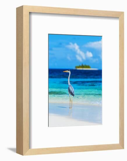 Grey Heron on Maldives Beach-null-Framed Art Print