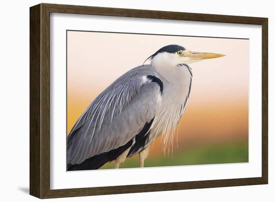 Grey Heron - Pose-Staffan Widstrand-Framed Giclee Print