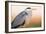 Grey Heron - Pose-Staffan Widstrand-Framed Giclee Print