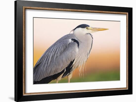 Grey Heron - Pose-Staffan Widstrand-Framed Giclee Print
