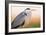 Grey Heron - Pose-Staffan Widstrand-Framed Giclee Print