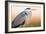 Grey Heron - Pose-Staffan Widstrand-Framed Giclee Print