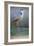 Grey Heron - Posture-Staffan Widstrand-Framed Giclee Print