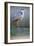 Grey Heron - Posture-Staffan Widstrand-Framed Giclee Print