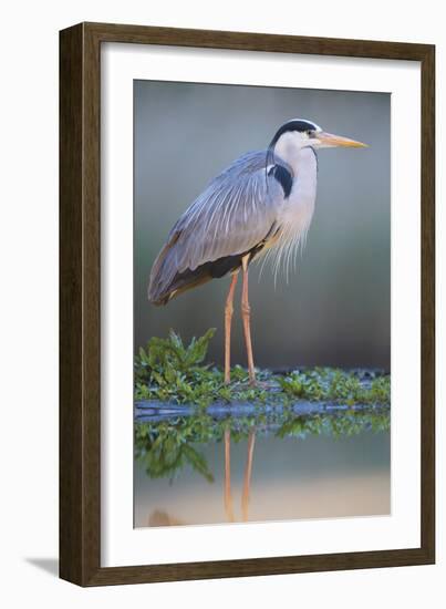 Grey Heron - Posture-Staffan Widstrand-Framed Giclee Print