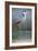 Grey Heron - Posture-Staffan Widstrand-Framed Giclee Print