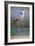 Grey Heron - Posture-Staffan Widstrand-Framed Giclee Print