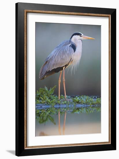 Grey Heron - Posture-Staffan Widstrand-Framed Giclee Print