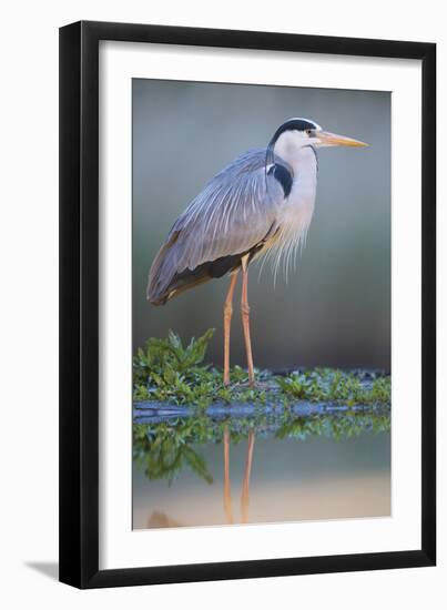 Grey Heron - Posture-Staffan Widstrand-Framed Giclee Print