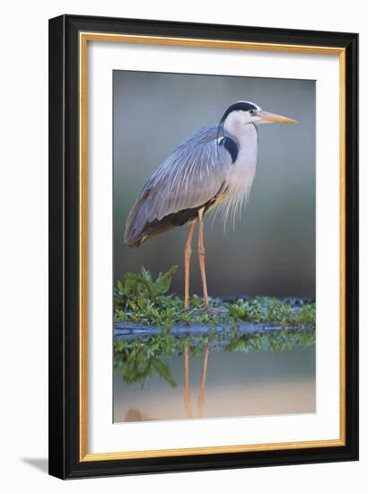 Grey Heron - Posture-Staffan Widstrand-Framed Giclee Print