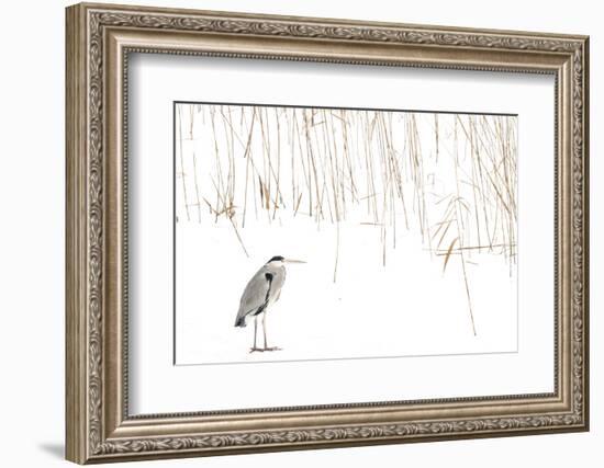 Grey heron standing on snow with reeds. The Netherlands-Edwin Giesbers-Framed Photographic Print