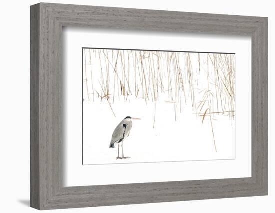 Grey heron standing on snow with reeds. The Netherlands-Edwin Giesbers-Framed Photographic Print