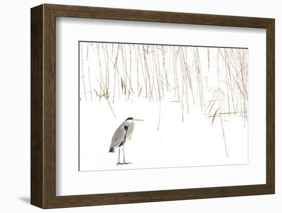 Grey heron standing on snow with reeds. The Netherlands-Edwin Giesbers-Framed Photographic Print