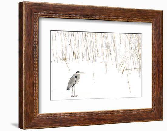 Grey heron standing on snow with reeds. The Netherlands-Edwin Giesbers-Framed Photographic Print