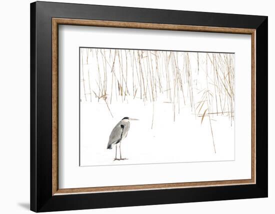 Grey heron standing on snow with reeds. The Netherlands-Edwin Giesbers-Framed Photographic Print