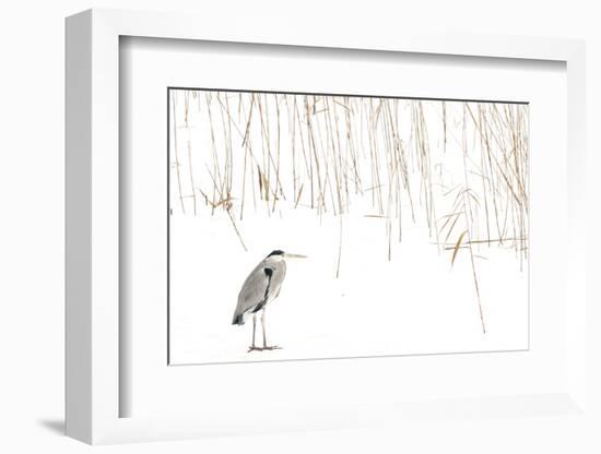 Grey heron standing on snow with reeds. The Netherlands-Edwin Giesbers-Framed Photographic Print