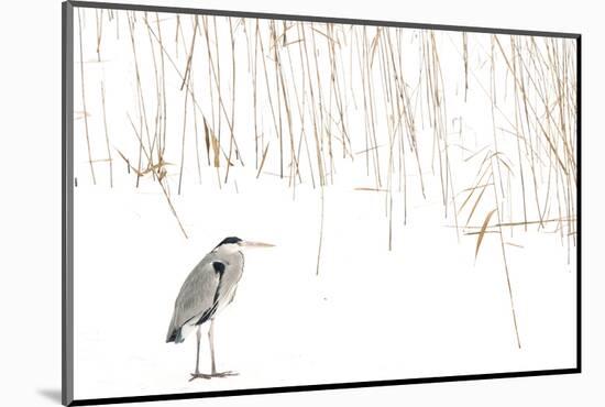 Grey heron standing on snow with reeds. The Netherlands-Edwin Giesbers-Mounted Photographic Print